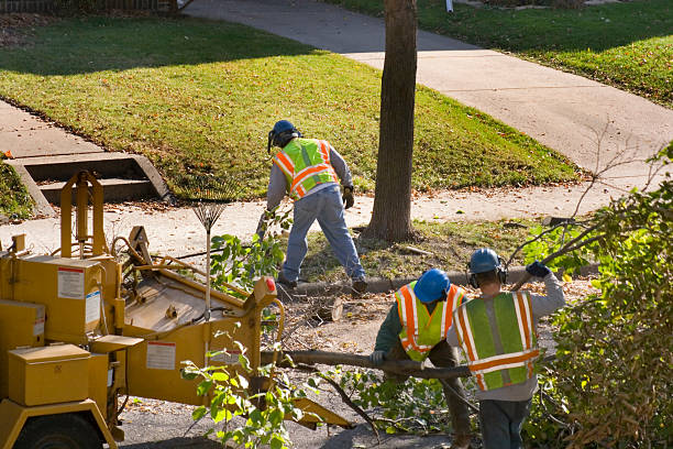 Best Storm Damage Tree Cleanup  in Spring, TX